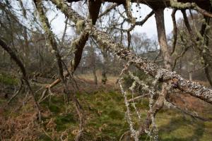a branch of a tree with icicles on it at Rose Cottage in Contin