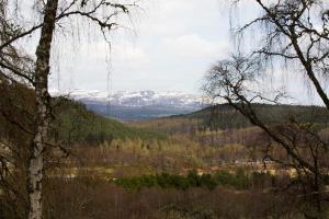 a view of snow capped mountains from the forest at Rose Cottage in Contin