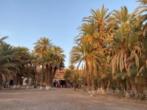 a row of palm trees in a park at Birgits Bed & Bistro, Garage für Biker kostenlos in Meski