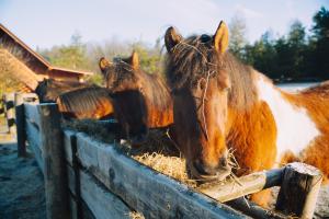 a group of horses eating hay in a trough at Na Wysokiej Górce- Agroturystyka in Grabowiec