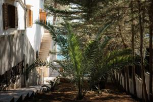 a palm tree in a yard next to a building at Villa Elefante in Isole Tremiti