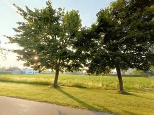 two trees on the side of a road at Südsteirer Suite in Bad Radkersburg
