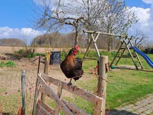 a rooster standing on a fence next to a playground at Ferienwohnung Morgenstern in Ausacker