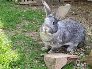 a gray rabbit standing in the grass next to a rock at Ferienwohnung Morgenstern in Ausacker