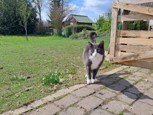 a gray and white cat standing next to a fence at Ferienwohnung Morgenstern in Ausacker