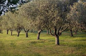 a row of trees in a field of grass at Elena's Suite in Skala Rachoniou +4 photos
