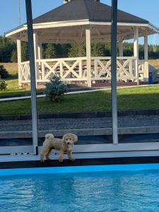 a small dog standing next to a swimming pool at Jagodowy Ski&Spa pensjonat z widokiem na góry,podgrzewany basen zewnętrzny latem,bilard,świetne Wi-Fi,Restauracja,balia,sauna na miejscu in Lasowka