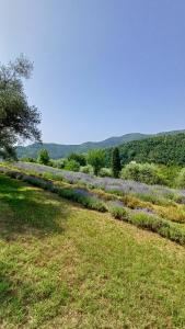 a garden with purple flowers in a field at Casa MaeVi in Galzignano