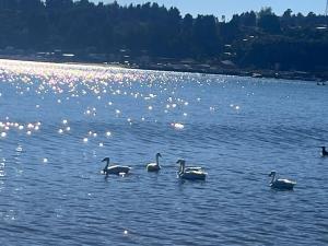 a group of geese swimming in a body of water at Playa de Dichato in Dichato