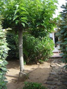 a tree in the middle of a garden at chambre residence stella d'oro in Porto-Vecchio +1 photo