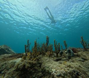 a person swimming over a coral reef at Casa Campo Vieques PR in Vieques