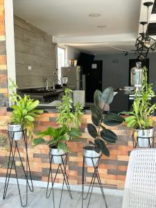 a kitchen with a bunch of potted plants at Hotel Palmas del Estadio in Medellín