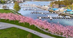 a marina with pink trees in the water at Central leilighet i Kristiansand Vågsbygd in Kristiansand