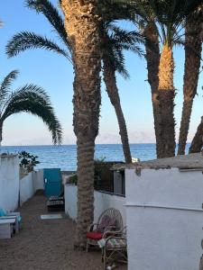 a palm tree on the beach next to the ocean at Oia seafront house in Dahab