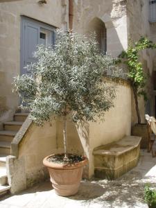 Zahrada ubytování B&b Il Cortile