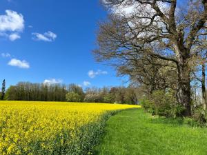 a field of rapeseed with a tree in the foreground at Gut Petersdorf Lensahn - ideal für Familien und Hunde - mit Kamin, Parkblick, Terrasse, eingezäuntem Garten und E-Ladestation in Lensahn +66 photos