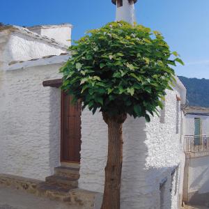 a tree in front of a building with a door at Casa El Rincón del Ángel in Bubión