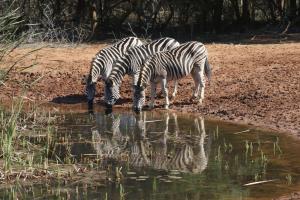 Bushbaby Lodge & Camping