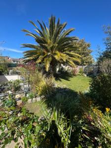 a palm tree in the middle of a garden at Maison, atypique, proche, mer in Plérin +1 photo