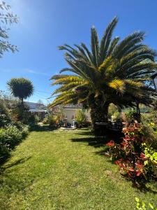 a palm tree in the middle of a yard at Maison, atypique, proche, mer in Plérin