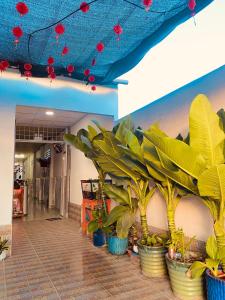 a group of plants in buckets in a hallway at Nhà Nghỉ Đạt Thành in Giồng Tú Ðiền
