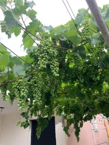 a bunch of green grapes hanging from a tree at Milo Comfort 2 in Rustavi +1 photo