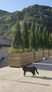 a cat walking down a street in a parking lot at 산골민박수페쉼 in Jecheon
