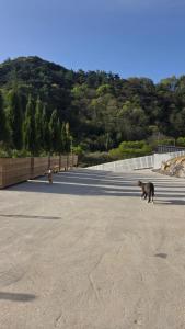 two cats walking down a road next to a fence at 산골민박수페쉼 in Jecheon