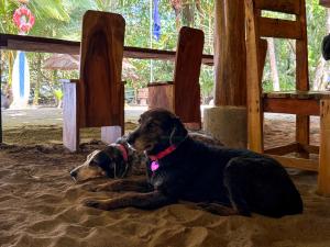 zwei Hunde liegen im Sand am Strand in der Unterkunft Playa 506 Beachfront Hostel in Puerto Viejo