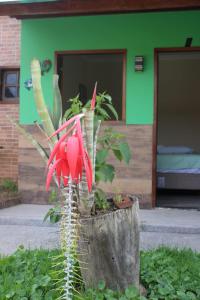 a plant in a stump in front of a house at Hotel Club Resort Místico in Coroaci