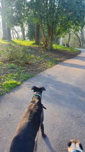 a dog walking down a road with another dog at Stay at 128 in Walker Gate