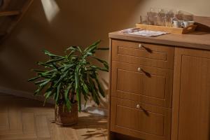 a plant in a vase next to a wooden cabinet at Prance namai in Plateliai