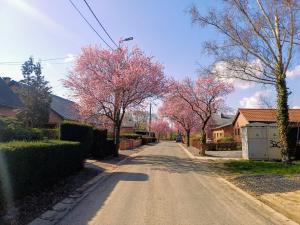 a street with trees with pink flowers on them at Aux Boutons d'Or in Namur