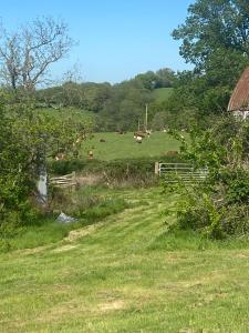 a herd of cows in a field with a fence at Hilltop Farm Camping in Haselbury Bryan