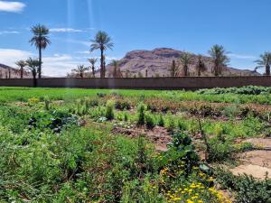 a vegetable garden with palm trees and mountains in the background at Taragalte Park - Motorhomes in Zagora