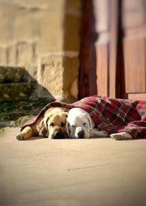 two dogs laying under a blanket on the ground at Castillo de Corvinos in Huesca