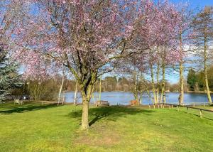 a tree in the grass next to a body of water at Woodland Waters in Ancaster