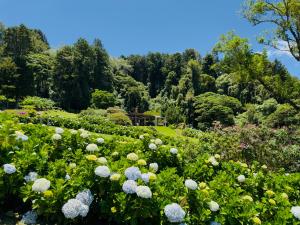a garden with white flowers and trees in the background at Peaceful Mountain Experience - Coyote House in Poás