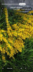 a bunch of yellow flowers in the grass at Razem Lendina e Qete in Razëm