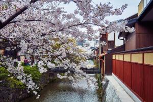 drzewo z różowymi kwiatami obok rzeki w obiekcie Rinn Gion Hanatouro w mieście Kioto