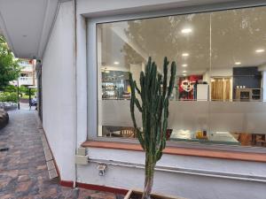 a cactus in front of a window of a store at Dreams Castle in Los Cristianos