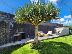 a palm tree in a yard next to a building at Cimo das Dutras in Horta