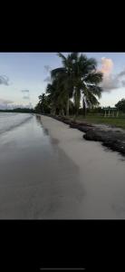 a beach with palm trees next to the water at Los Machos surf shack in Ceiba