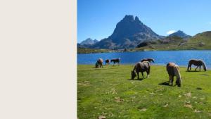 a group of horses grazing in a field next to a lake at Studio Welcome, petit espace, grand confort in Arudy