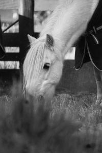 a white horse eating grass in a field at Kerry Lane Motel in Hawera
