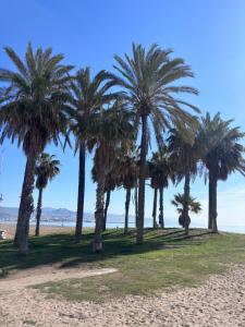 a group of palm trees on the beach at Alojamiento Canaima in Málaga
