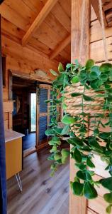 a green plant in a room with a wooden ceiling at Le Masdemoiselle Chalet in Salernes
