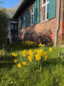 a field of yellow flowers in front of a house at Forsthaus Neudorf - Eschenblick in Harzgerode