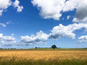 a field with a tree and a cloudy sky at Painter's Cottage in Hemsby