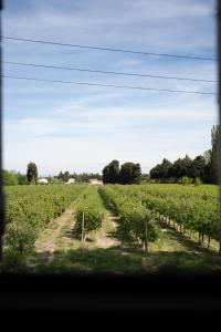 a field of vines with trees in the distance at Logement charme provençal in Cabannes